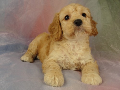 Female Cockapoo puppy for sale #24 Born February 15, 2012 